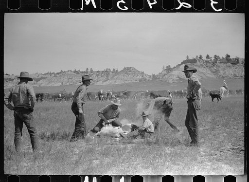 Untitled photo, possibly related to: "Rassling" a calf, Quarter Circle U Ranch roundup, Montana
