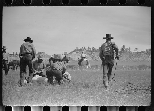 Untitled photo, possibly related to: "Rassling" a calf, Quarter Circle U Ranch roundup, Montana