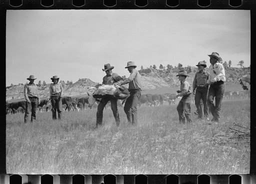Untitled photo, possibly related to: "Rassling" a calf, Quarter Circle U Ranch roundup, Montana