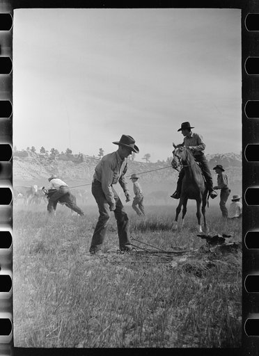 "Rassling" a calf, Quarter Circle U Ranch roundup, Montana
