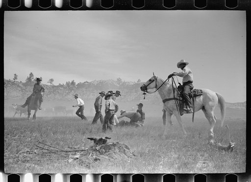 Untitled photo, possibly related to: "Rassling" a calf, Quarter Circle U Ranch roundup, Montana