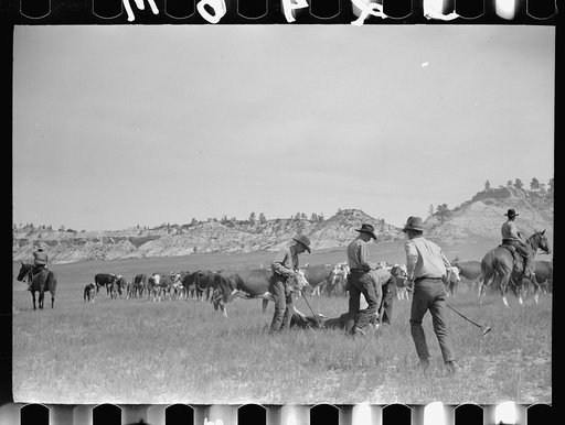 Untitled photo, possibly related to: "Rassling" a calf, Quarter Circle U Ranch roundup, Montana