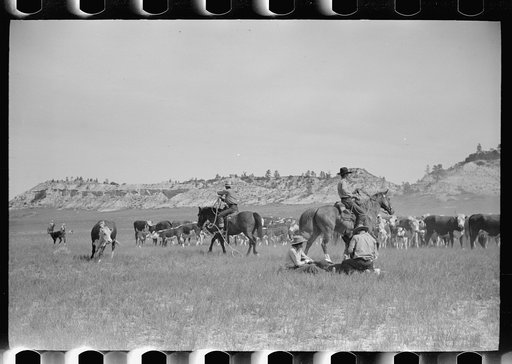 Untitled photo, possibly related to: "Rassling" a calf, Quarter Circle U Ranch roundup, Montana