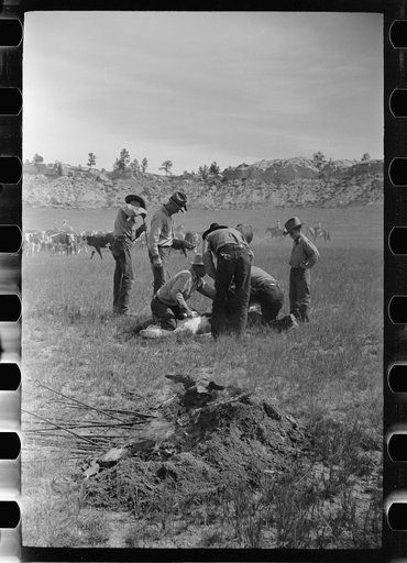 Untitled photo, possibly related to: "Rassling" a calf, Quarter Circle U Ranch roundup, Montana