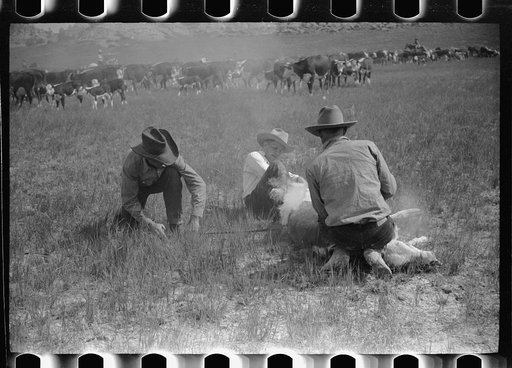 Untitled photo, possibly related to: "Rassling" a calf, Quarter Circle U Ranch roundup, Montana