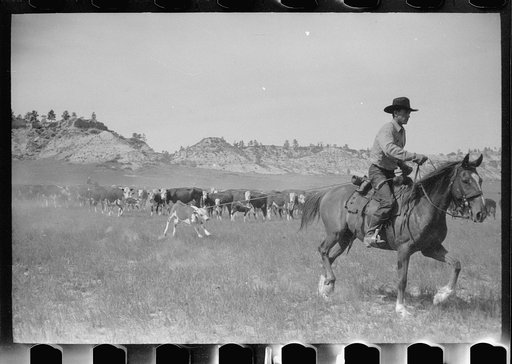 Untitled photo, possibly related to: "Rassling" a calf, Quarter Circle U Ranch roundup, Montana