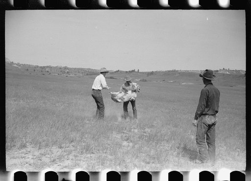 Untitled photo, possibly related to: "Rassling" a calf, Quarter Circle U Ranch roundup, Montana