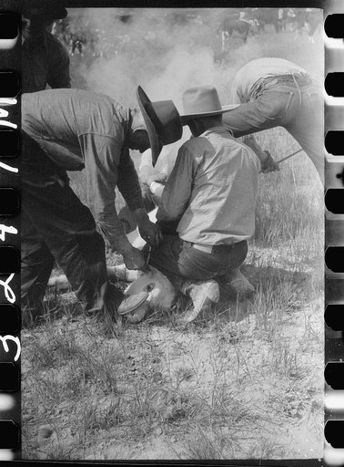 Untitled photo, possibly related to: Branding, Quarter Circle U Ranch roundup, Montana