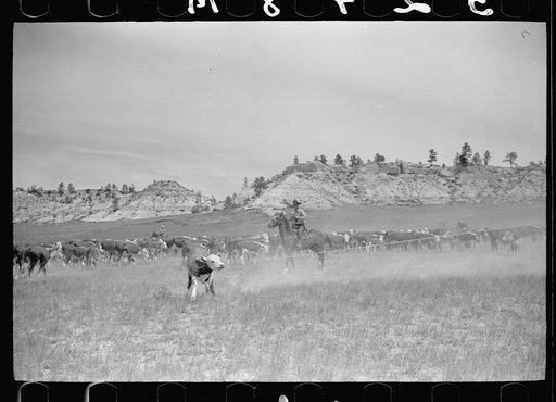 Untitled photo, possibly related to: "Rassling" a calf, Quarter Circle U Ranch roundup, Montana