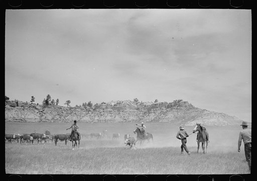 Untitled photo, possibly related to: "Rassling" a calf, Quarter Circle U Ranch roundup, Montana