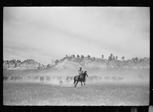 Dragging a calf to be branded, Quarter Circle U Ranch roundup, Montana