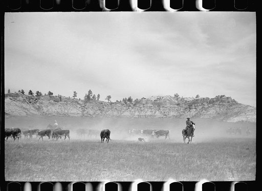 Untitled photo, possibly related to: Dragging a calf to be branded, Quarter Circle U Ranch roundup, Montana