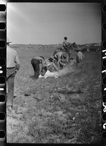 Untitled photo, possibly related to: Branding, Quarter Circle U Ranch roundup, Montana