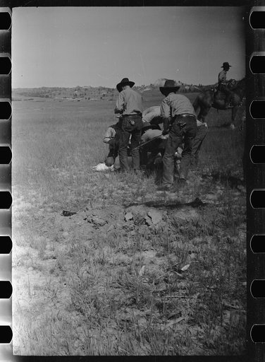 Untitled photo, possibly related to: Branding, Quarter Circle U Ranch roundup, Montana