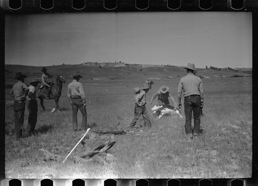 Untitled photo, possibly related to: "Rassling" a calf, Quarter Circle U Ranch roundup, Montana