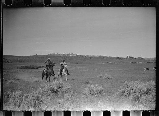 Untitled photo, possibly related to: Dragging a calf to be branded, Quarter Circle U Ranch roundup, Montana