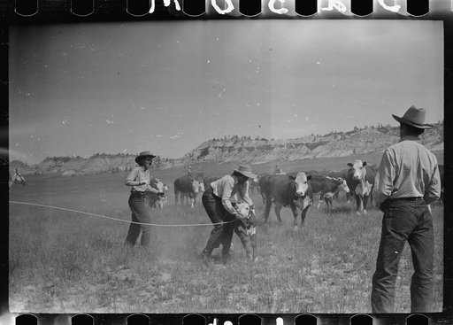 Untitled photo, possibly related to: "Rassling" a calf, Quarter Circle U Ranch roundup, Montana