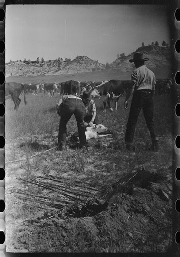 Untitled photo, possibly related to: Branding, Quarter Circle U Ranch roundup, Montana