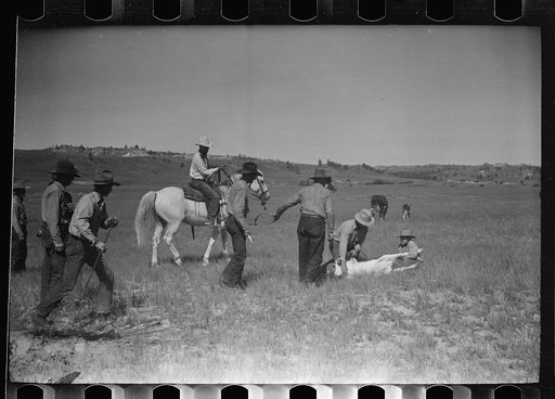 Untitled photo, possibly related to: Branding, Quarter Circle U Ranch roundup, Montana