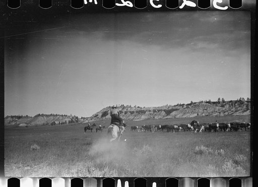 Untitled photo, possibly related to: Dragging a calf to be branded, Quarter Circle U Ranch roundup, Montana