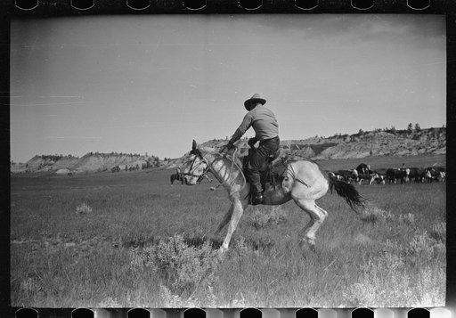 Untitled photo, possibly related to: Burton Brewster, part owner of Quarter Circle U Ranch at their roundup, Montana