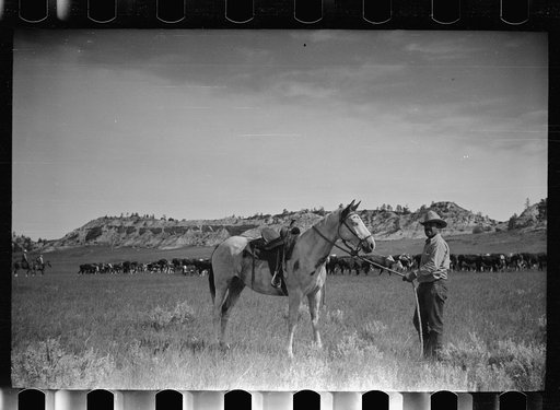 Burton Brewster, part owner of Quarter Circle U Ranch at their roundup, Montana