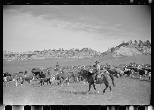 Untitled photo, possibly related to: Burton Brewster, part owner of Quarter Circle U Ranch at their roundup, Montana