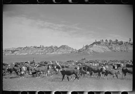 Untitled photo, possibly related to: Burton Brewster, part owner of Quarter Circle U Ranch at their roundup, Montana