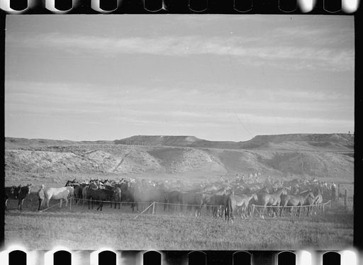 Rope corral, Quarter Circle U Ranch roundup, Montana