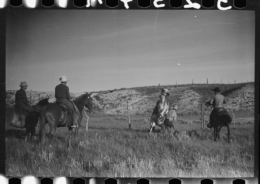 Saddling a spirited horse, Quarter Circle U Ranch roundup, Montana