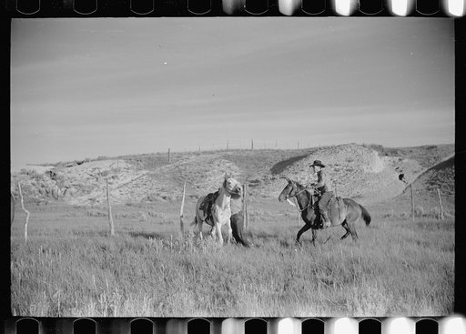 Untitled photo, possibly related to: Saddling a spirited horse, Quarter Circle U Ranch roundup, Montana