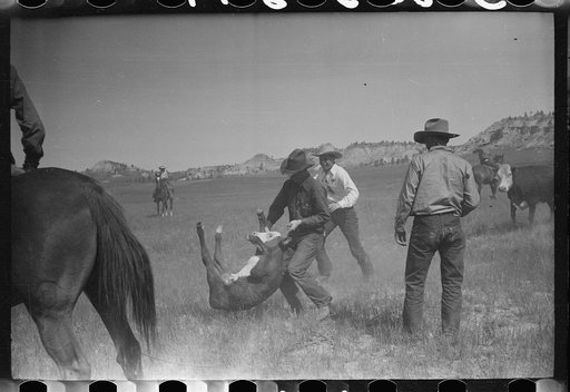 "Rassling" a calf, Quarter Circle U Ranch roundup, Montana