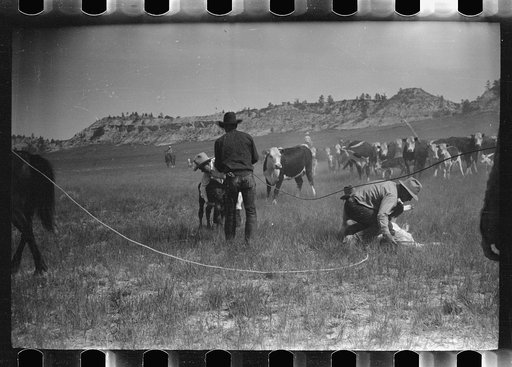 Untitled photo, possibly related to: "Rassling" a calf, Quarter Circle U Ranch roundup, Montana