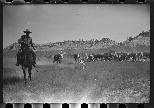 Bringing a calf in for branding, Quarter Circle U Ranch roundup, Montana