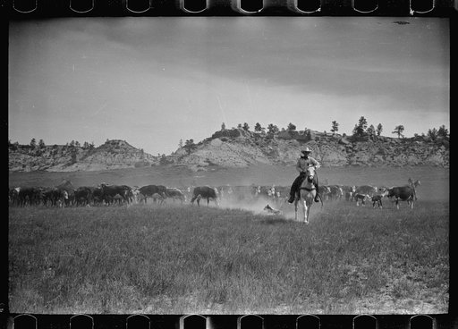 Untitled photo, possibly related to: Bringing a calf in for branding, Quarter Circle U Ranch roundup, Montana