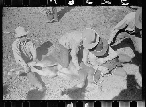 Untitled photo, possibly related to: Roping a colt, Quarter Circle U roundup, Montana