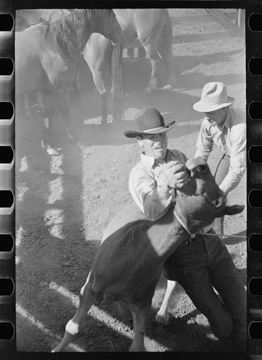 Untitled photo, possibly related to: Roping a colt, Quarter Circle U roundup, Montana