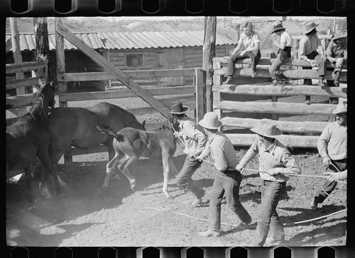 Untitled photo, possibly related to: Roping a colt, Quarter Circle U roundup, Montana