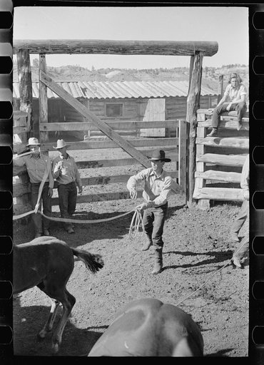 Untitled photo, possibly related to: Roping a colt, Quarter Circle U roundup, Montana