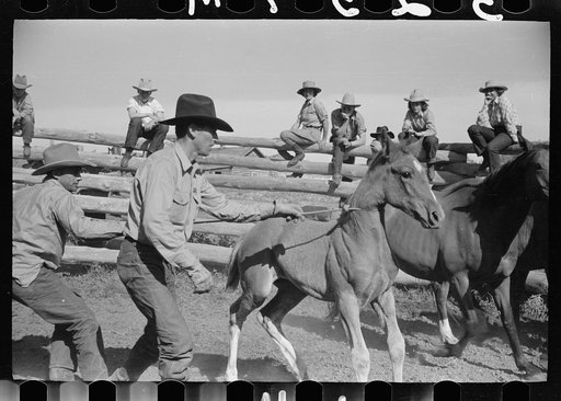 Roping a colt, Quarter Circle U roundup, Montana