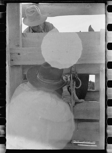 Untitled photo, possibly related to: Roping a colt, Quarter Circle U roundup, Montana