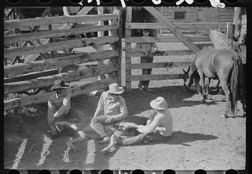 Throwing a colt for branding, Quarter Circle U roundup, Montana