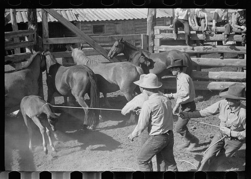 Roping a colt, Quarter Circle U roundup, Montana