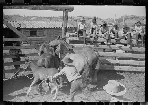 Untitled photo, possibly related to: Roping a colt, Quarter Circle U roundup, Montana