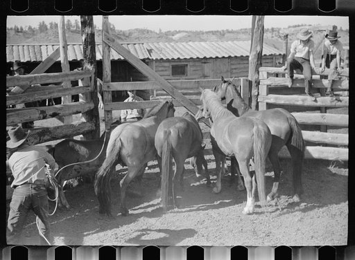 Untitled photo, possibly related to: Roping a colt, Quarter Circle U roundup, Montana