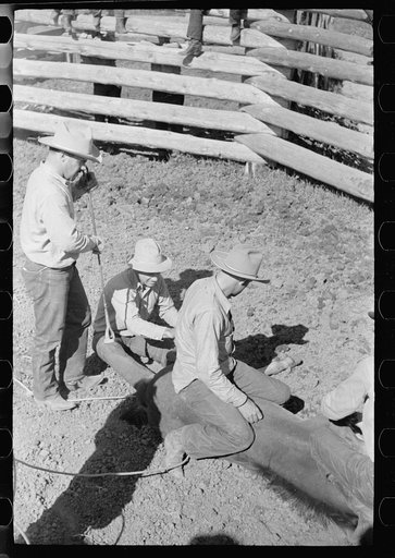 Untitled photo, possibly related to: Throwing a colt for branding, Quarter Circle U roundup, Montana