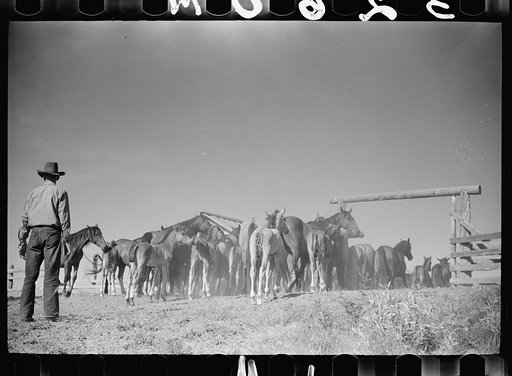 Driving colts into roundup corral, Quarter Circle U Ranch, Montana