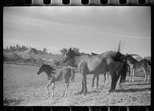 Untitled photo, possibly related to: Mares and colts in corral after branding, Quarter Circle U Ranch roundup, Montana