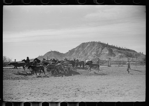 Mares and colts in corral after branding, Quarter Circle U Ranch roundup, Montana