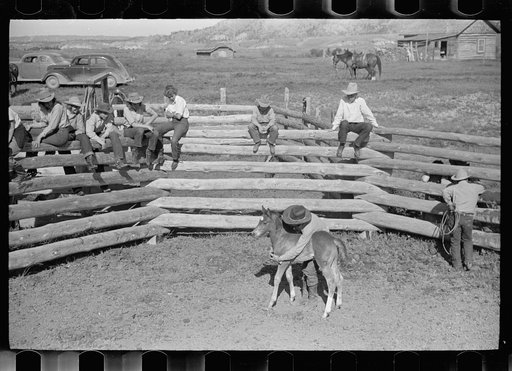 Untitled photo, possibly related to: Roping colt for branding, Quarter Circle U roundup, Montana